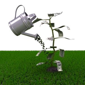 Money plant over white background