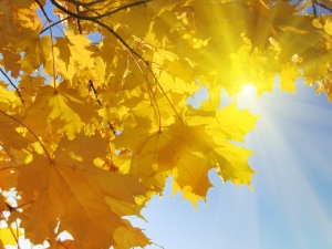 beautiful autumn leaves of maple tree